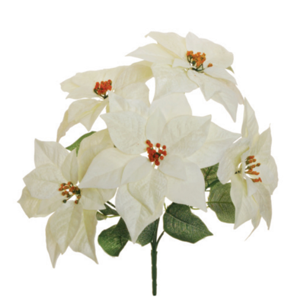 Casolaro Hotellerie Spa Bunch of cream poinsettias Casolaro Hotellerie SpA