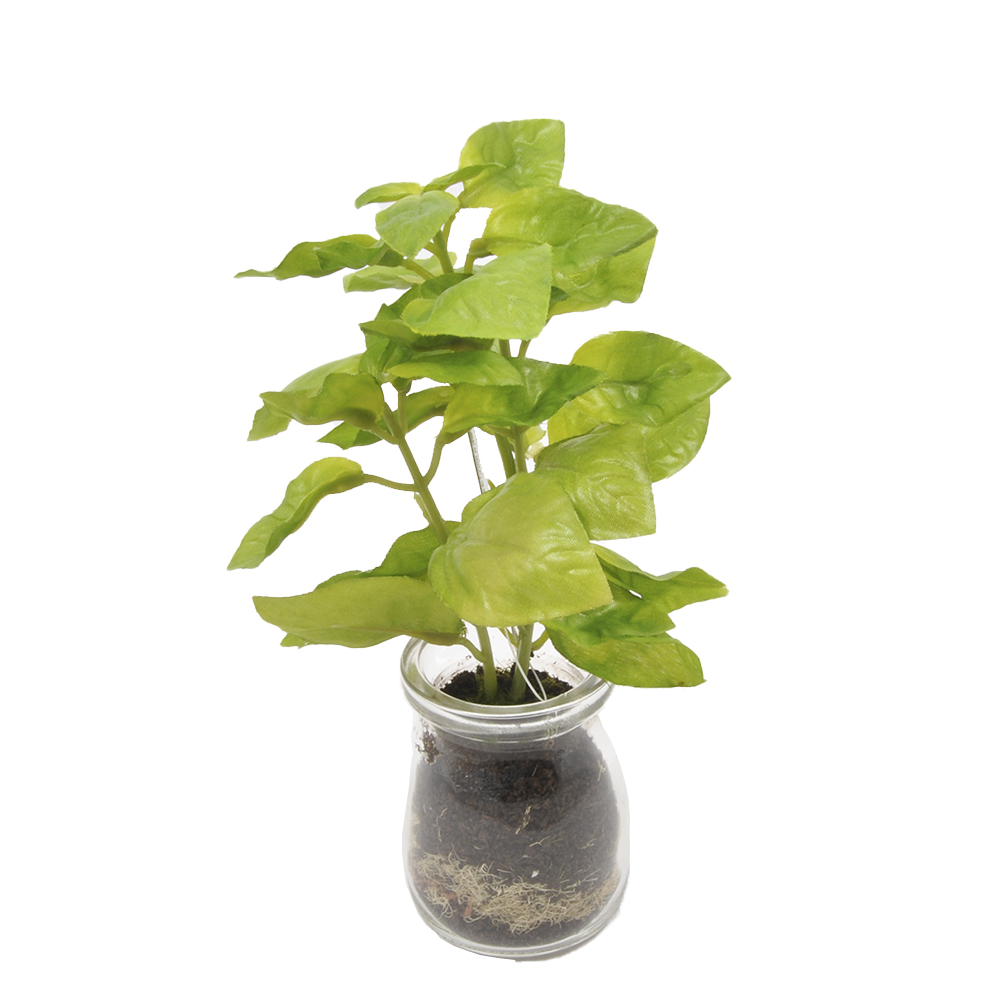 Casolaro Hotellerie Spa Basil seedling in glass jar Casolaro Hotellerie SpA