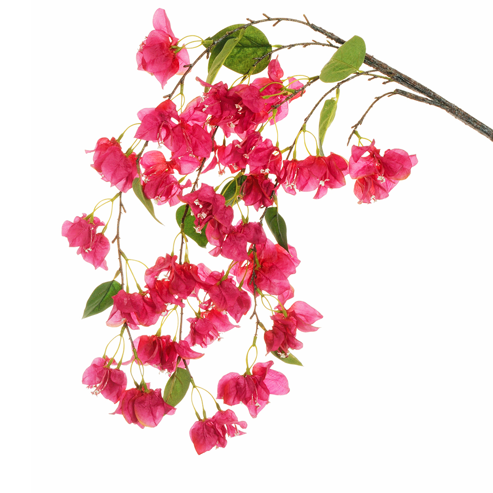 Casolaro Hotellerie Spa Cascading bougainvillea Casolaro Hotellerie SpA