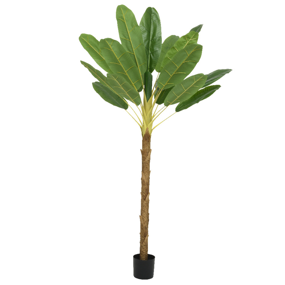 Casolaro Hotellerie Spa Banana plant Casolaro Hotellerie SpA