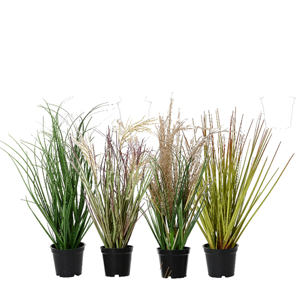 Casolaro Hotellerie Spa Flower bushes Casolaro Hotellerie SpA