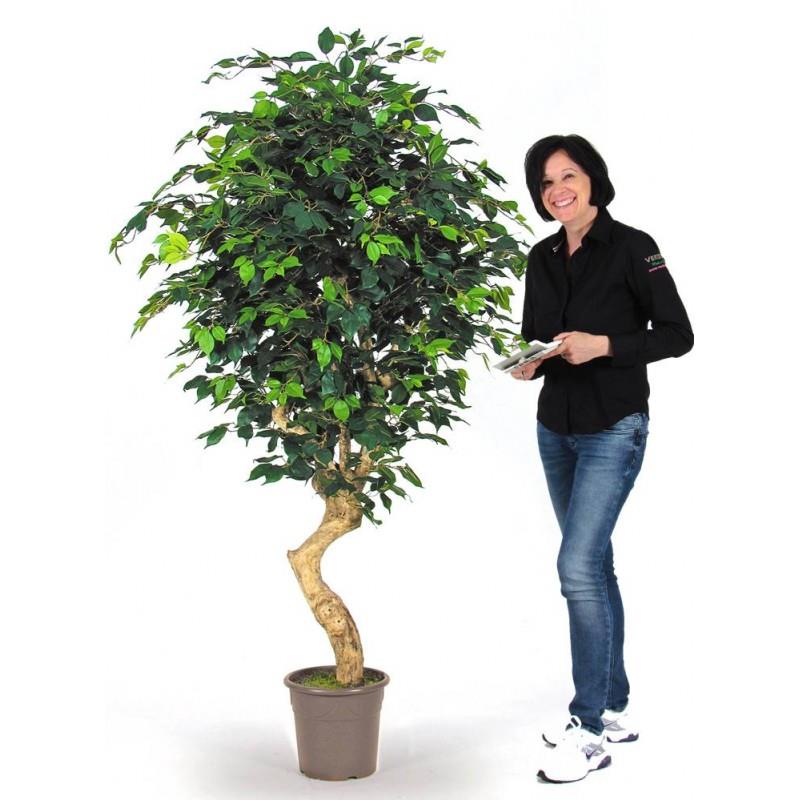 VERDEVIP Ficus Elegance Semi-Naturale · Verde · Tronco Mediterraneo-TP-MED31-G