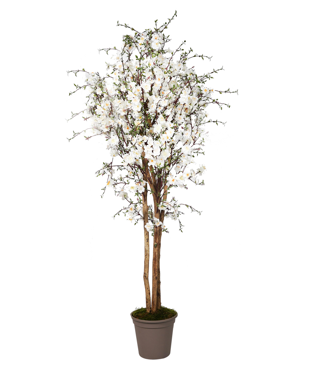 VERDEVIP Pesco Semi-Naturale · Fiori Bianchi · Tronco Mansanisi-IP-PN150-W