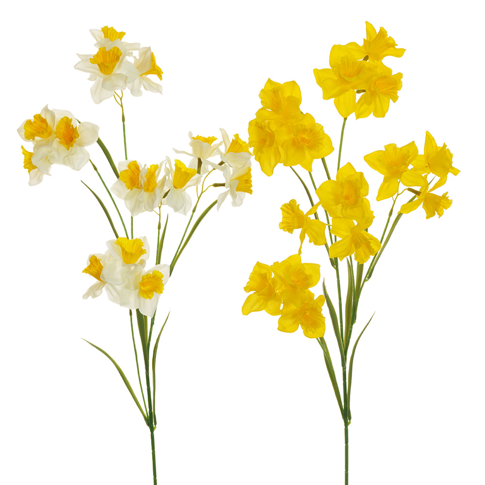 Casolaro Hotellerie Spa Bunch of 5 daffodils Casolaro Hotellerie SpA