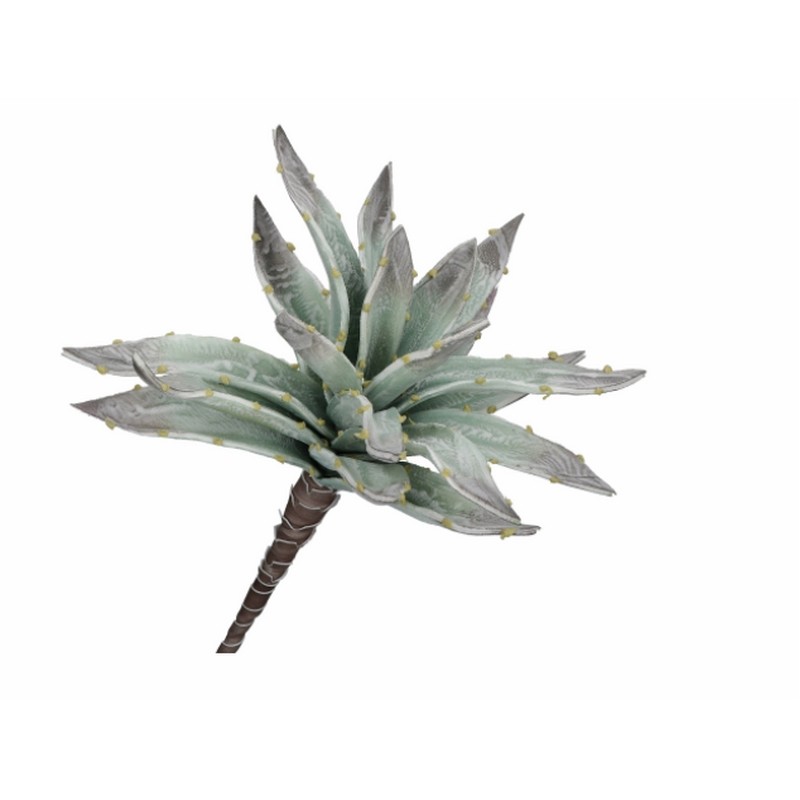 FLORA ARGENTEA ALOE RITUALI DOMESTICI