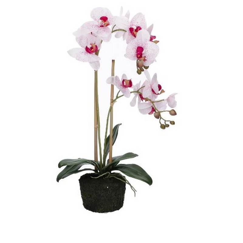 VERONICA ZOLLA CON ORCHIDEE MACULATE L RITUALI DOMESTICI